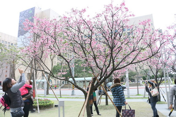 松壽廣場公園：<台北|信義>信義商圈粉紅小確幸櫻花林~松高路與松高路交叉口*松壽廣場公園*捷運市政府站