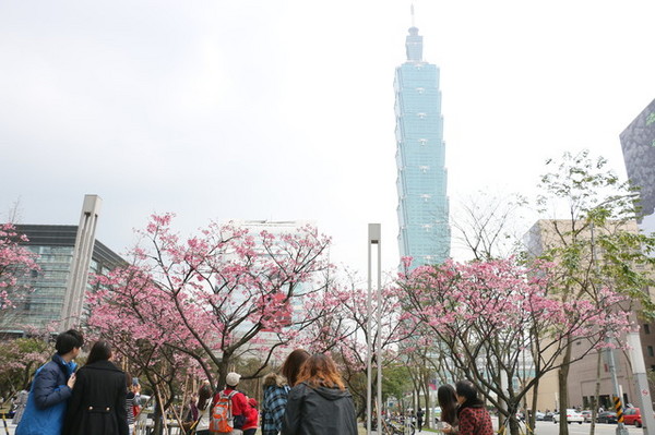 松壽廣場公園：<台北|信義>信義商圈粉紅小確幸櫻花林~松高路與松高路交叉口*松壽廣場公園*捷運市政府站