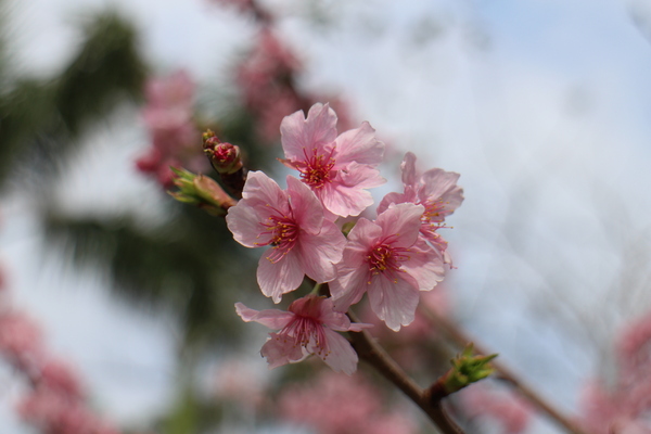 微咖啡V Cafe:【新竹】V Cafe微咖啡‧微幸福/下午茶/早午餐/咖啡/輕食/近遠東巨城