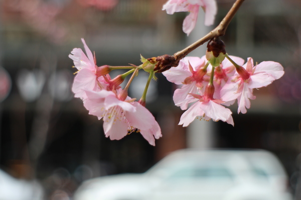 微咖啡V Cafe:【新竹】V Cafe微咖啡‧微幸福/下午茶/早午餐/咖啡/輕食/近遠東巨城