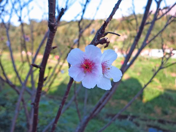 【台北旅遊】內湖康樂街61巷內溝溪景觀生態步道-2016年2月櫻花盛開