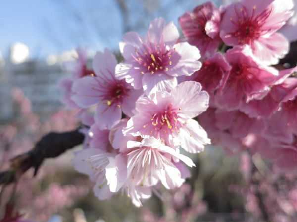 【台北旅遊】內湖康樂街61巷內溝溪景觀生態步道-2016年2月櫻花盛開