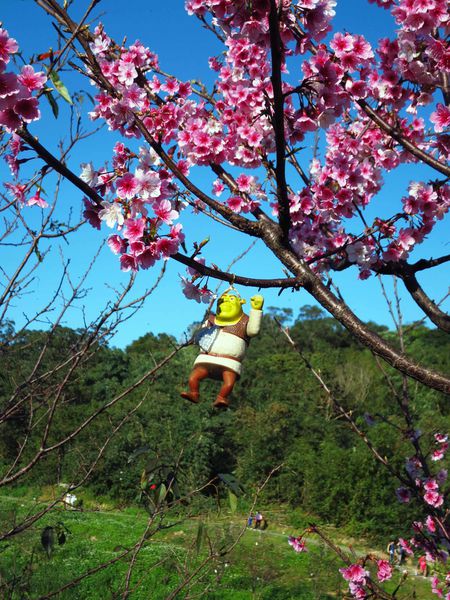 【台北旅遊】內湖康樂街61巷內溝溪景觀生態步道-2016年2月櫻花盛開