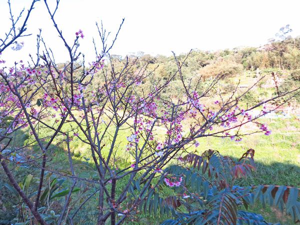 【台北旅遊】內湖康樂街61巷內溝溪景觀生態步道-2016年2月櫻花盛開