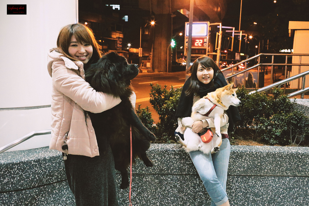 小狗台北街頭交朋友的那一夜