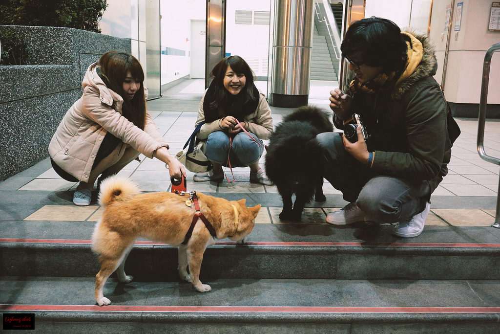 小狗台北街頭交朋友的那一夜