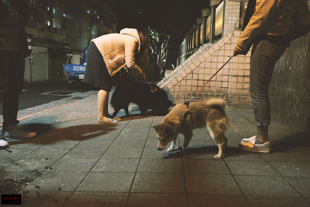 小狗台北街頭交朋友的那一夜