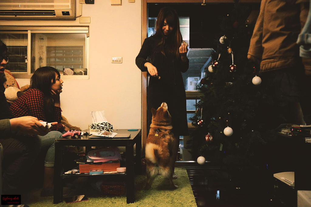 小狗台北街頭交朋友的那一夜