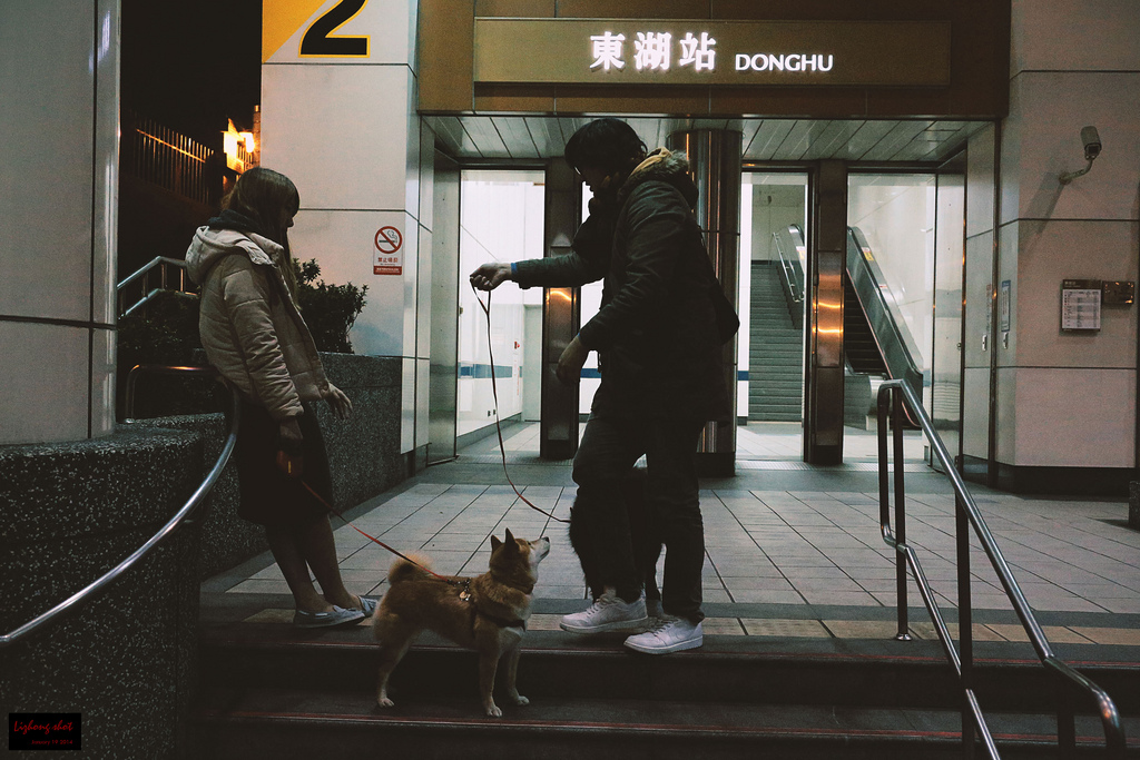 小狗台北街頭交朋友的那一夜