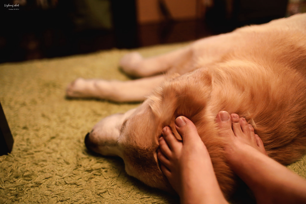 狗狗的居家日常