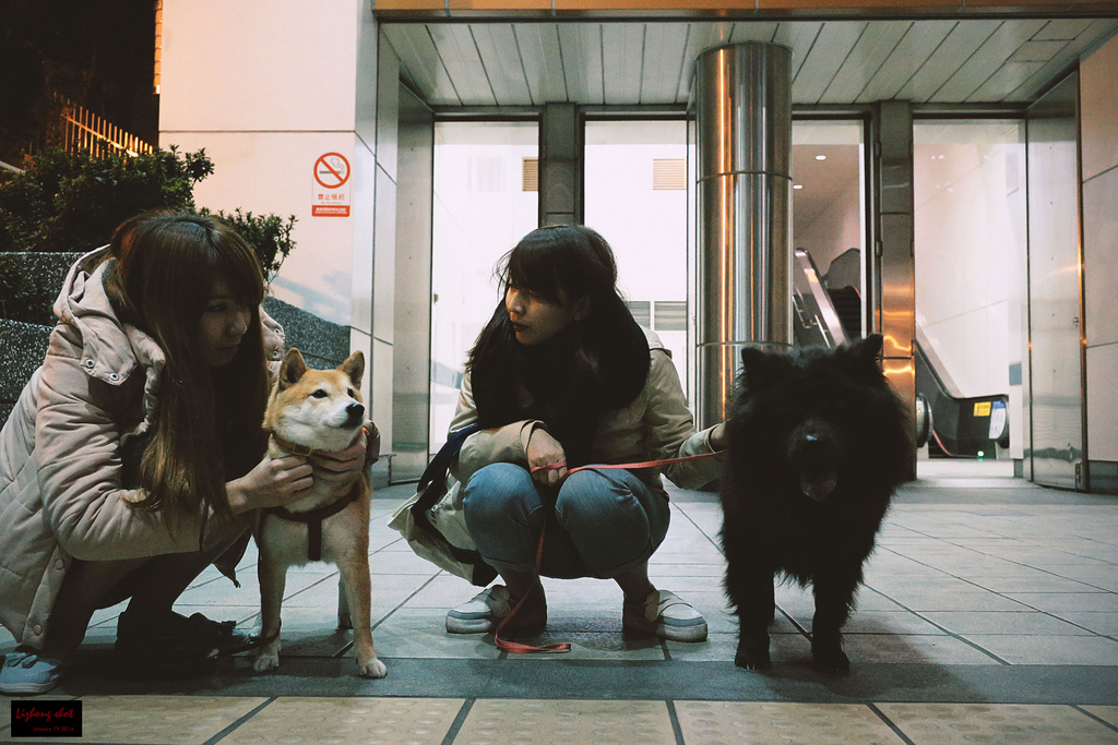 小狗台北街頭交朋友的那一夜
