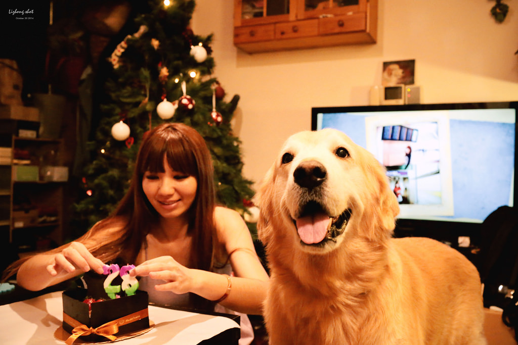 狗狗的居家日常