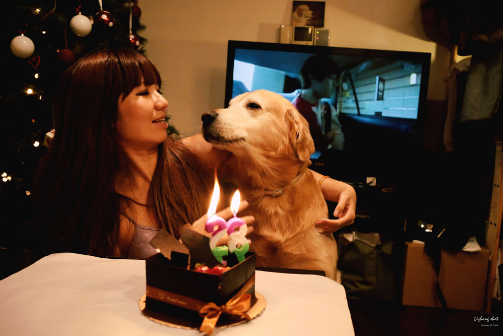 狗狗的居家日常