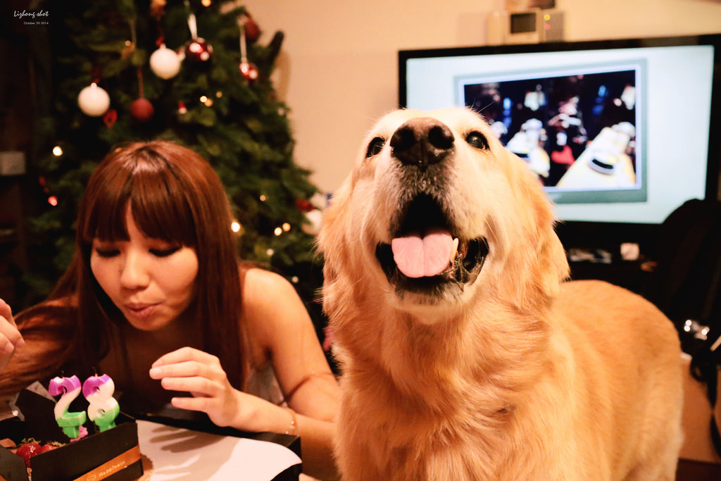 狗狗的居家日常
