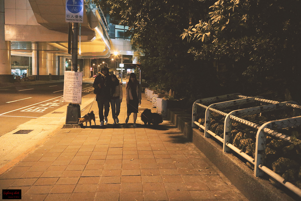 小狗台北街頭交朋友的那一夜