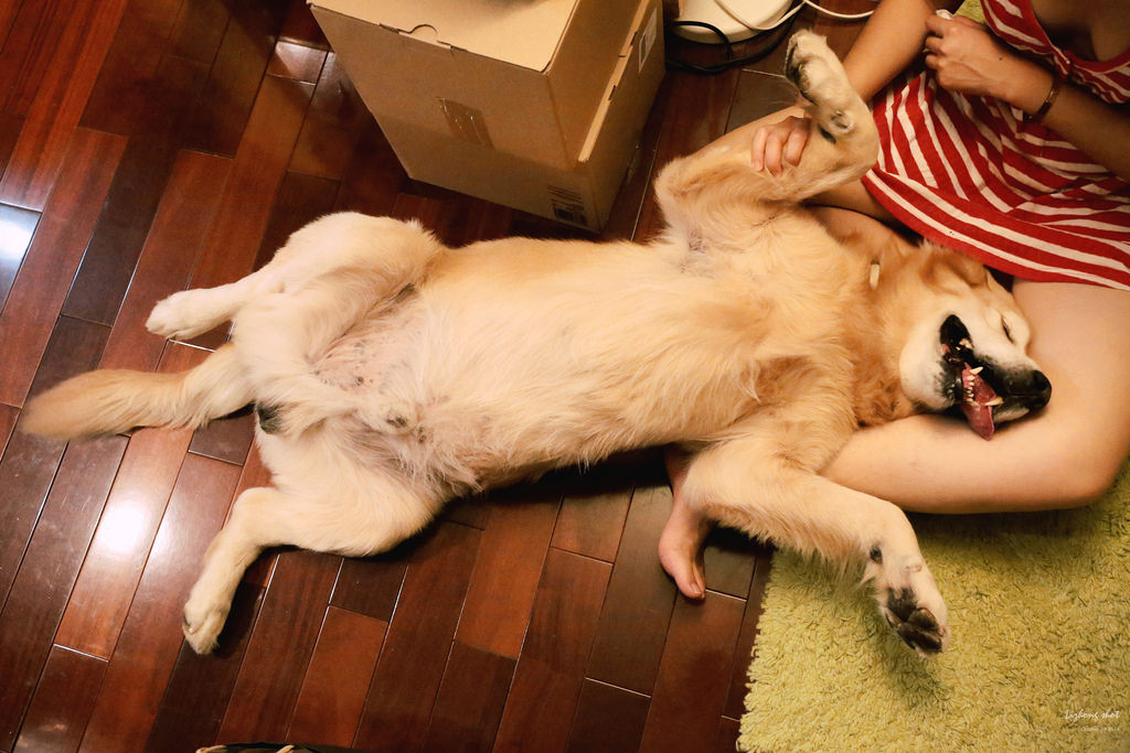 狗狗的居家日常