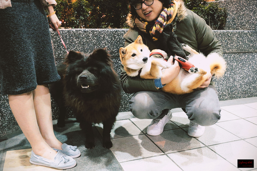 小狗台北街頭交朋友的那一夜