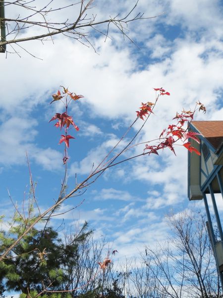 清境，合法民宿，莫內花園民宿，貓貓民宿