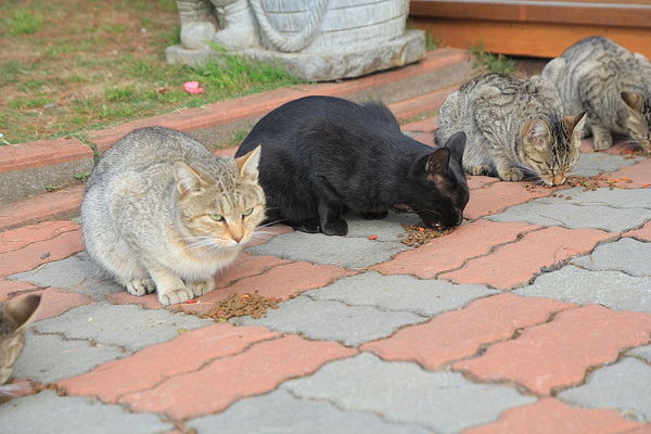 清境莫內花園山莊