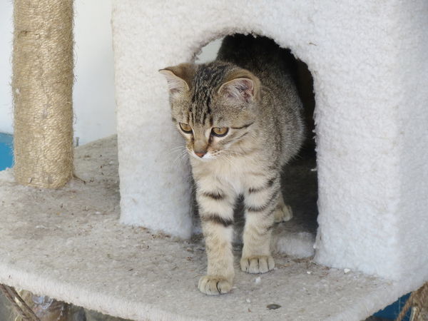 清境莫內花園山莊