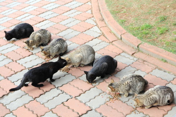 清境莫內花園山莊