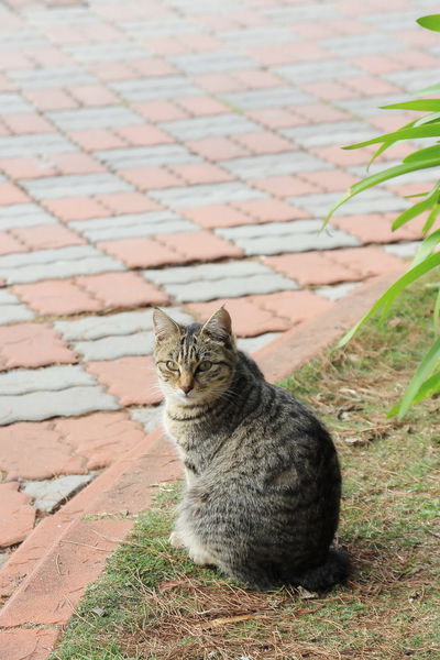 清境莫內花園山莊