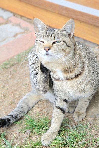 清境莫內花園山莊