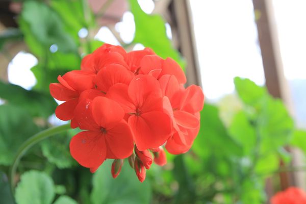 清境，合法民宿，莫內花園民宿，貓貓民宿