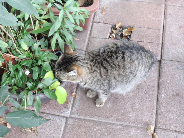清境莫內花園山莊