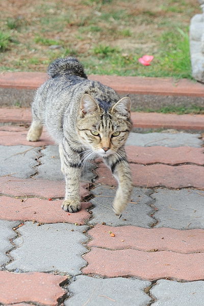 清境莫內花園山莊