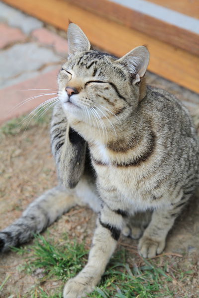 清境莫內花園山莊