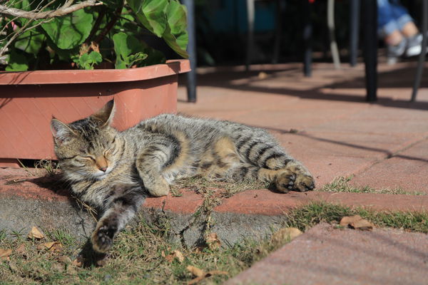 清境莫內花園山莊