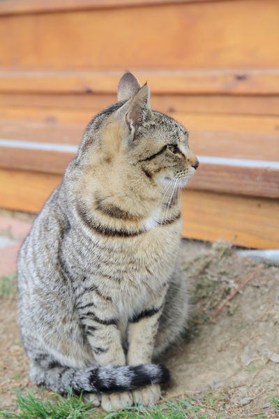 清境莫內花園山莊
