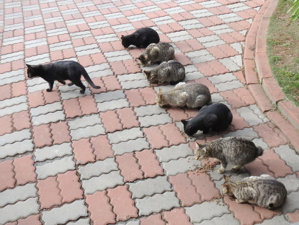 清境莫內花園山莊