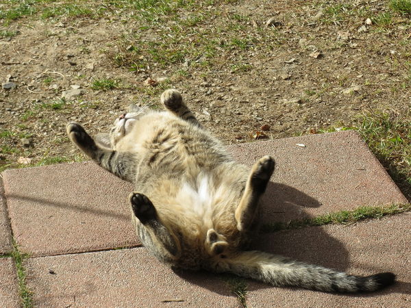 清境莫內花園山莊