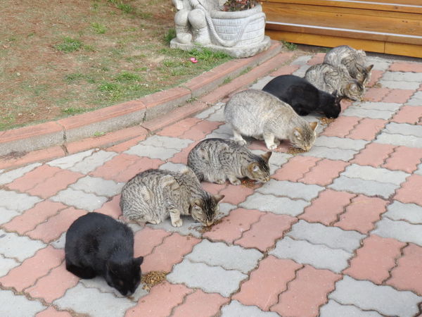 清境莫內花園山莊