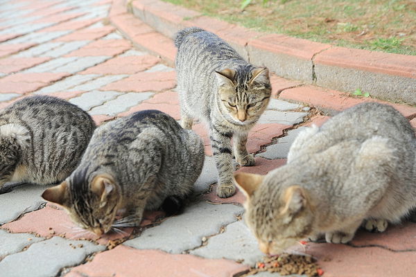 清境莫內花園山莊