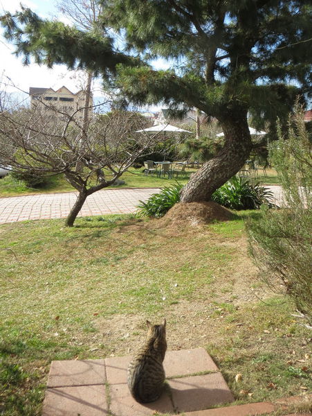 清境莫內花園山莊