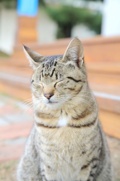 清境莫內花園山莊