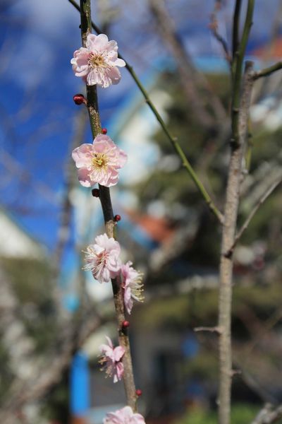 清境，合法民宿，莫內花園民宿，貓貓民宿
