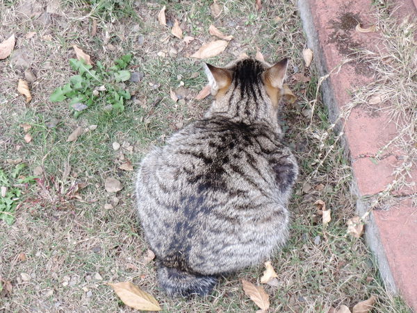清境莫內花園山莊