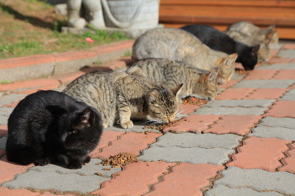 清境莫內花園山莊
