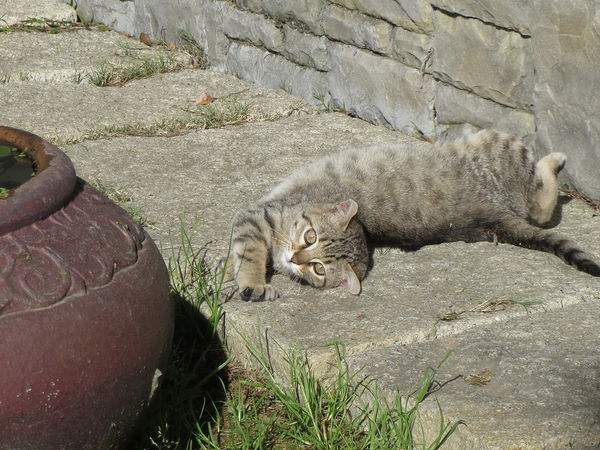 清境莫內花園山莊