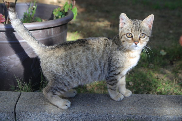 清境莫內花園山莊