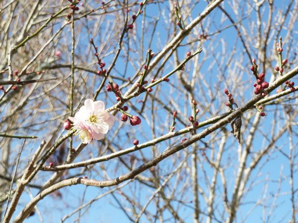 清境，合法民宿，莫內花園民宿，貓貓民宿