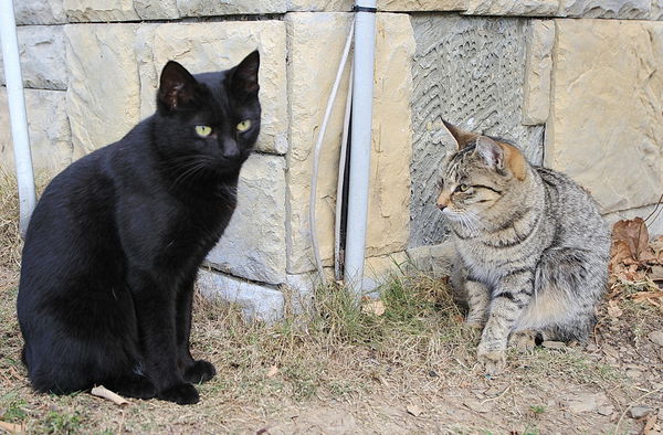 清境莫內花園山莊