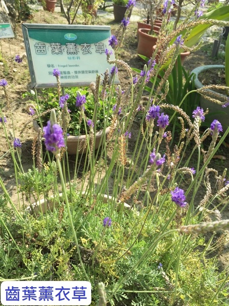 立康中草藥產業文化館-百草園：春遊~立康中草藥產業文化館 百草園
