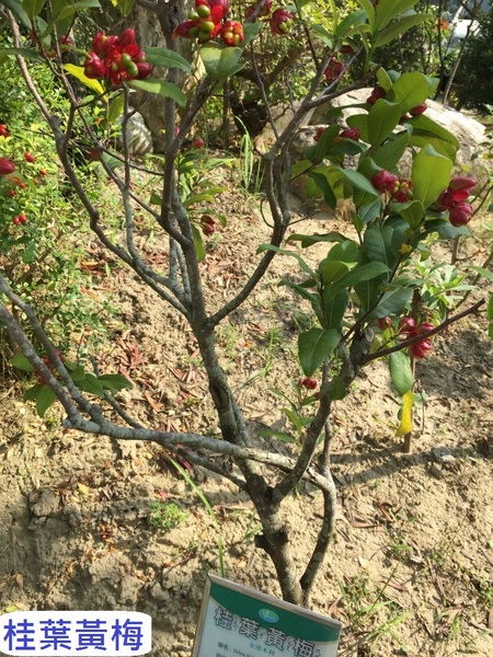 立康中草藥產業文化館-百草園：春遊~立康中草藥產業文化館 百草園
