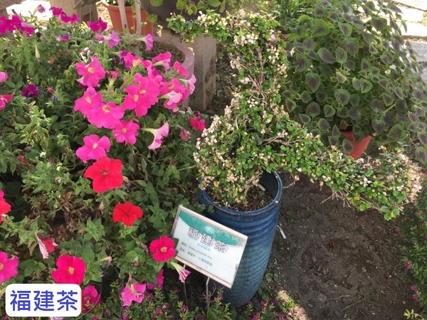 立康中草藥產業文化館-百草園：春遊~立康中草藥產業文化館 百草園