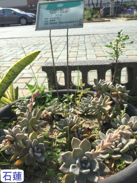 立康中草藥產業文化館-百草園：春遊~立康中草藥產業文化館 百草園